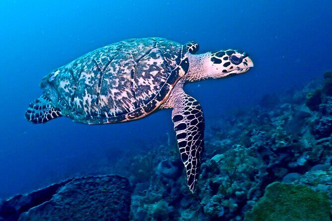 Discover Scuba Diving at Casa Cenote No Certification Needed - What Travelers Are Saying (Based on Reviews)