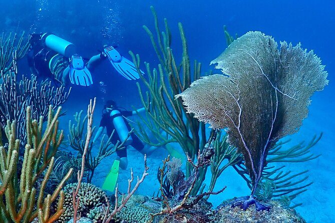 Discover Scuba Diving at Casa Cenote No Certification Needed - Final Thoughts: Is This Tour Right for You?