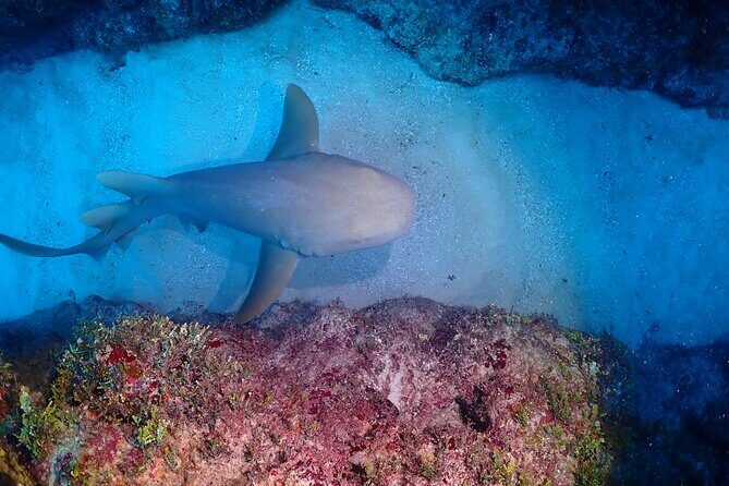 Discover Scuba Diving at Casa Cenote No Certification Needed - FAQ