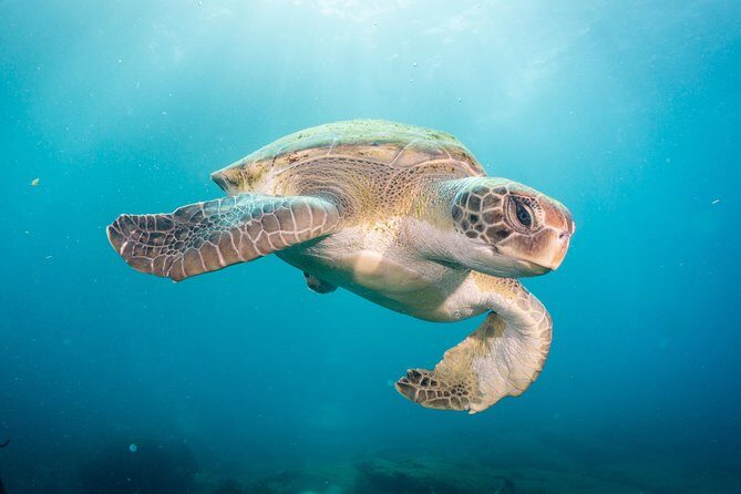 Discover Scuba Diving by boat, Puerto Colon - Key Points