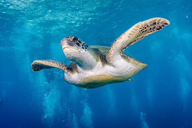 Discover Scuba Diving by boat, Puerto Colon - What You Can Expect from This Dive Experience