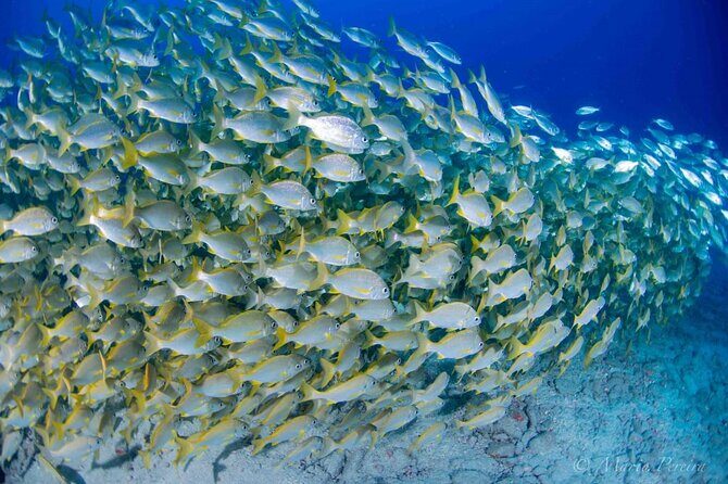 Discover Scuba Diving by boat, Puerto Colon - Who Will Love This Experience?