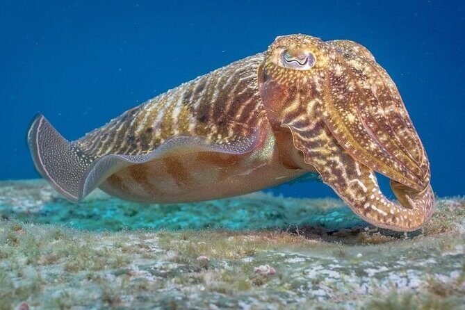 Discover Scuba Diving by boat, Puerto Colon - Who Might Want More?