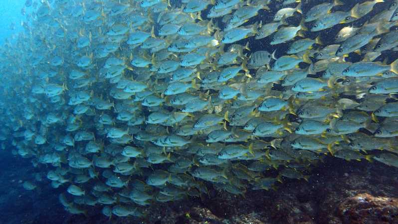 Discover Scuba Diving Experience - Itinerary and Logistics