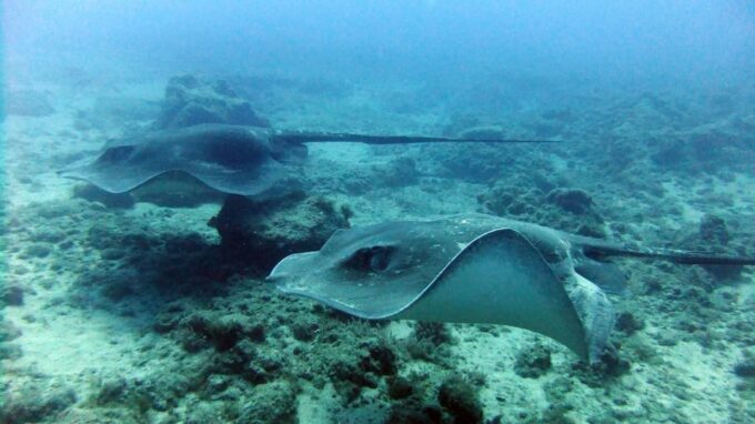 Discover Scuba Diving Experience - Frequently Asked Questions