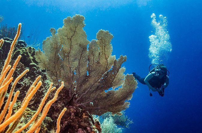 Discover Scuba Diving Experience - FAQs