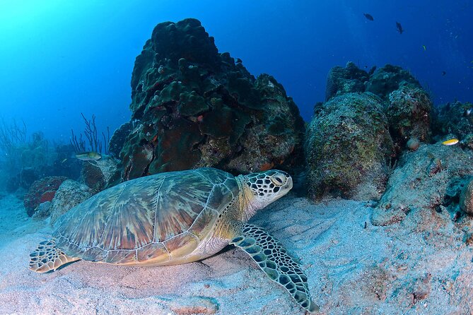Discover Scuba Diving Experience - Health and Safety Guidelines