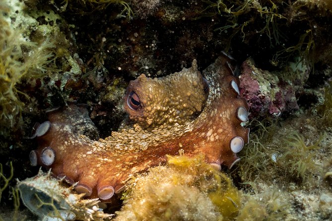 Discover Scuba Diving From the Beach - Meeting and Pickup Details