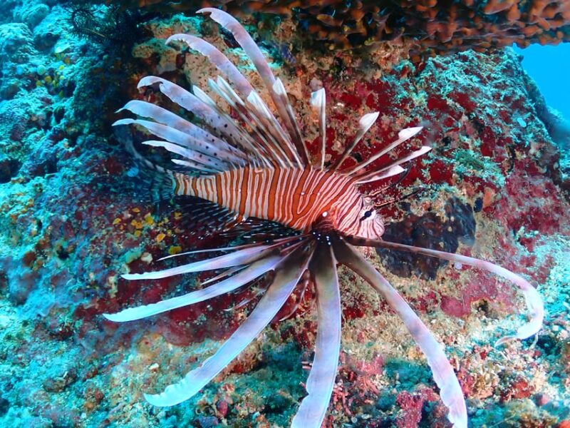 Discover Scuba Diving in Boracay - Included in the Experience