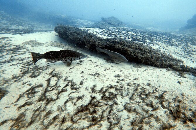 Discover Scuba Diving in Costa Calma - FAQ