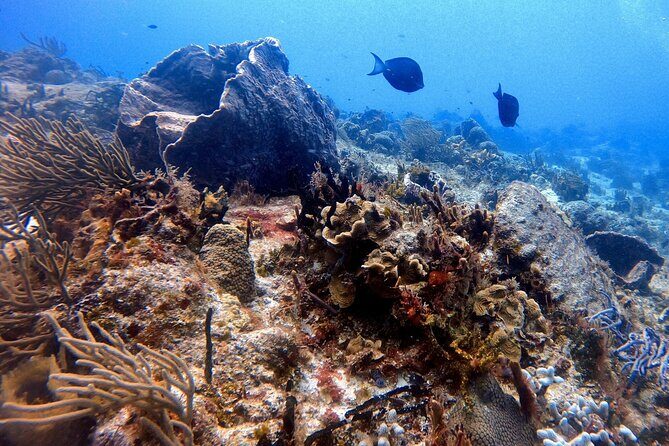 Discover Scuba Diving in Cozumel - What to Expect from the Itinerary