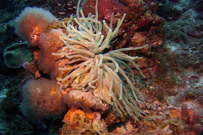 Discover Scuba Diving in Curacao - The Essentials of the Experience