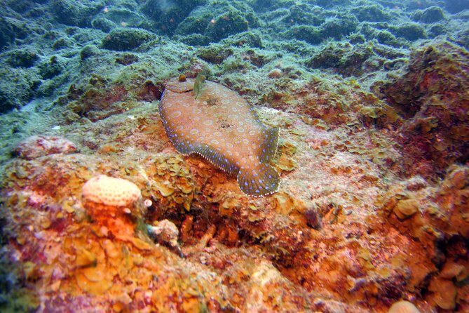 Discover Scuba Diving in Curacao - FAQs