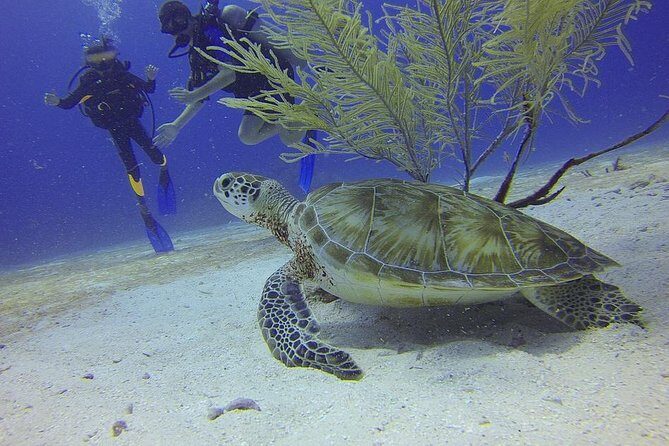 Discover Scuba Diving in Montego Bay - What’s Included and What’s Not