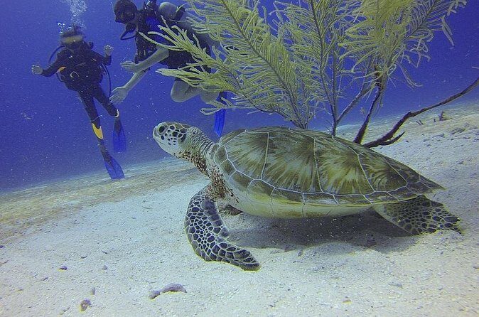 Discover Scuba Diving in Montego Bay - Who Will Love This Experience?