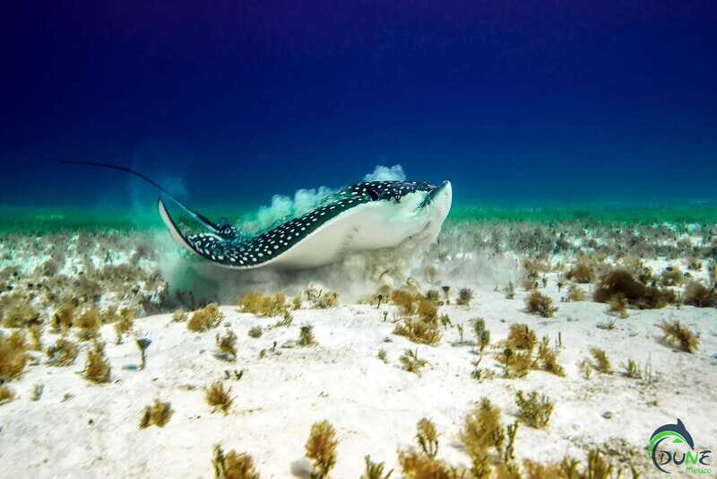 Discover Scuba Diving in Playa del Carmen - 2 dives - An Introduction to the Experience
