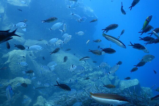 Discover Scuba Diving in Santorini - Frequently Asked Questions