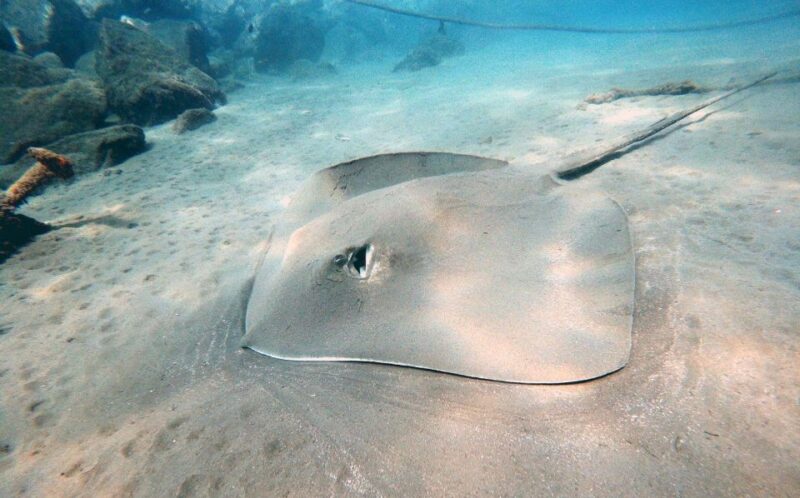 Discover Scuba Diving in the Ocean, Snacks Included - Booking Information