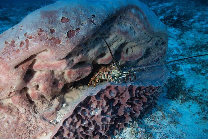 Discover Scuba Diving PADI in Playa del Carmen including underwater video - Who Should Consider This Tour?