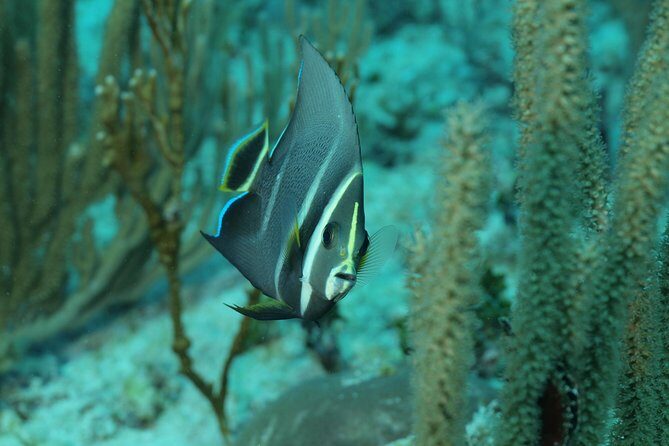 Discover Scuba Diving PADI in Playa del Carmen including underwater video - The Sum Up