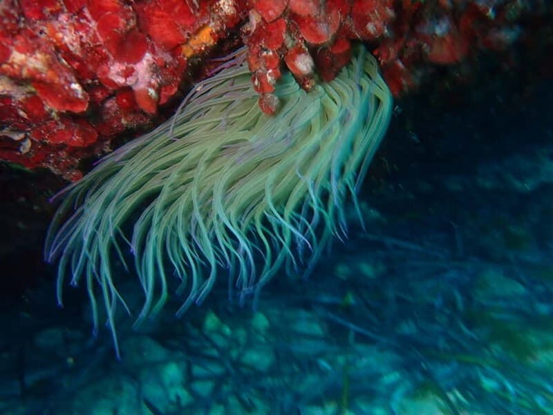 Discover Scuba Diving, scuba diving for begginers!! - The Value: Is It Worth It?