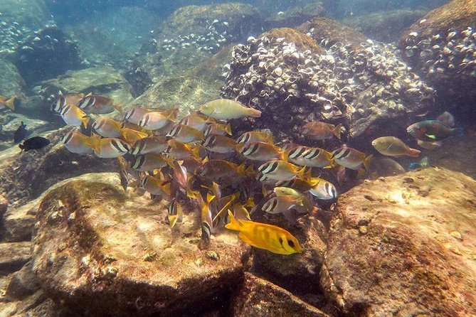 Discover Scuba Diving, Try Dive for Beginners ( Start at Ko Kut) - Group Size Limitation