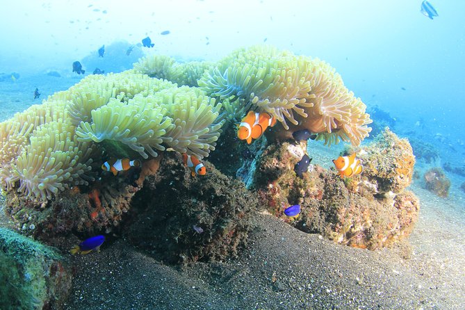Discover Scuba Diving Tulamben Bali For Non-Certified Divers - Pickup and Location