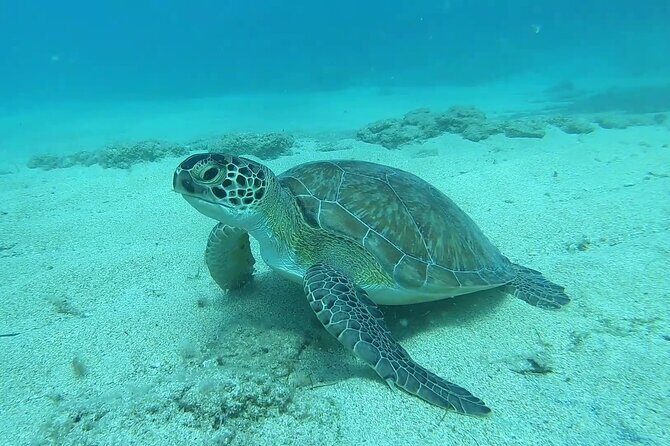 Discover SCUBA Diving with Pissouri Bay Divers - The Sea Adventure: What to Expect