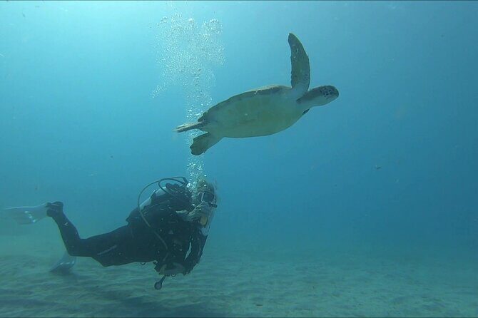 Discover SCUBA Diving with Pissouri Bay Divers - Who Is This Tour Best For?