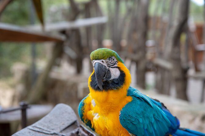 Discover Son Serra de Marina offroad e-scooters 100%FUN adventure - What to Expect During the Ride