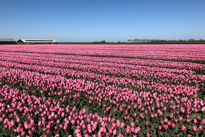 Discover the Amsterdam Lake District and Tulip Fields Tour - Scenic Countryside Exploration