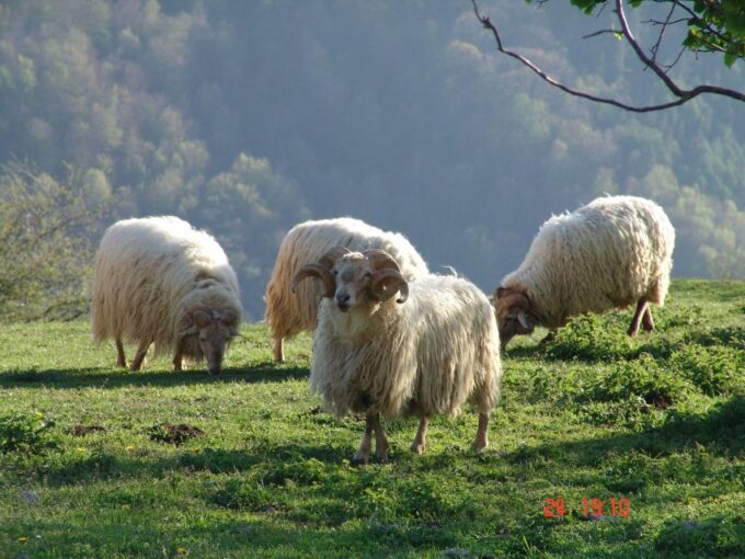 Discover the Art of Idiazabal Cheese in the Basque Country - Tour Highlights and Inclusions
