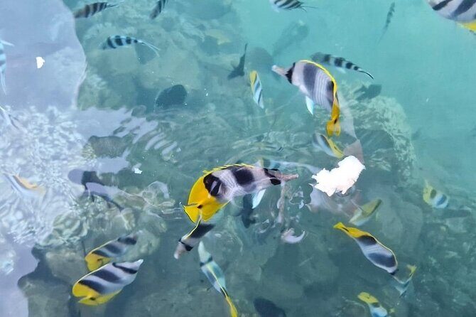 Discover the authenticity of a private and welcoming paradise - Practical Details and Value