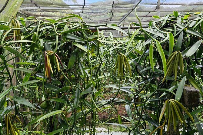 Discover the authenticity of a private and welcoming paradise - FAQ