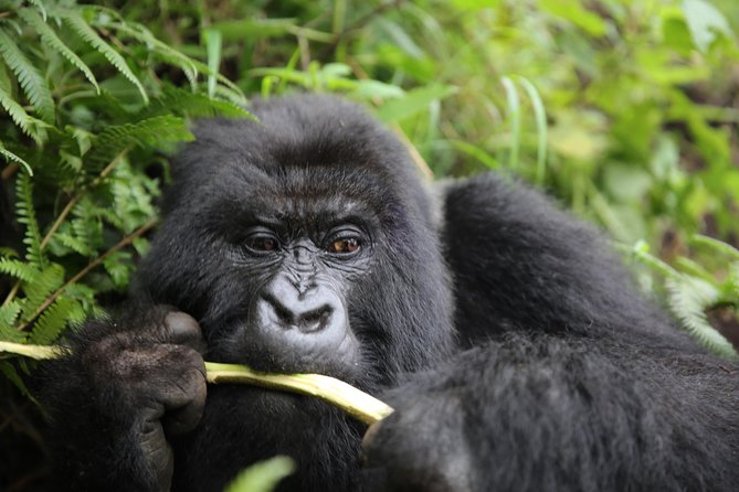 Discover the Beauty of Rwanda in 12Days - Discovering Nyungwe Forests Primate Wonders
