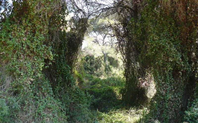 Discover the Devesa and the Albufera: Guided tour - Key Points