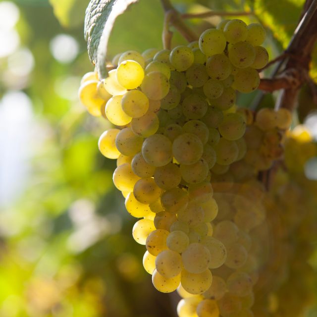Discover the Essence of Txakoli Wine From San Sebastian - Understanding the Txakoli Wine