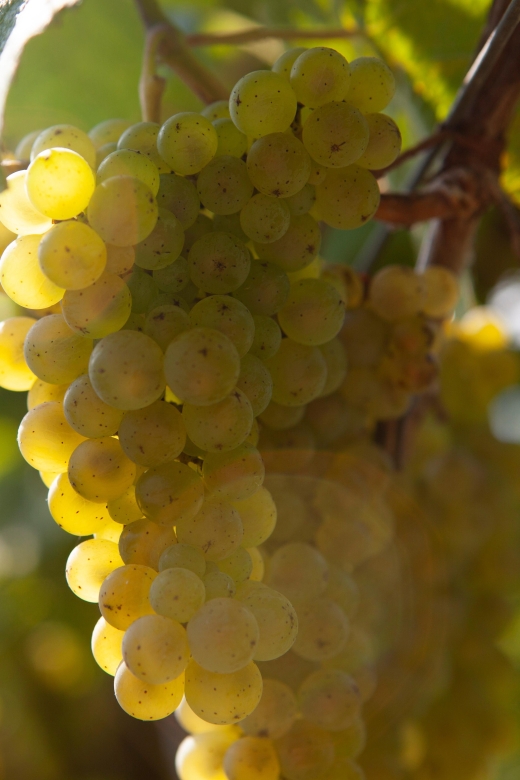 Discover the Essence of Txakoli Wine From San Sebastian - The Viticulture and Production Process
