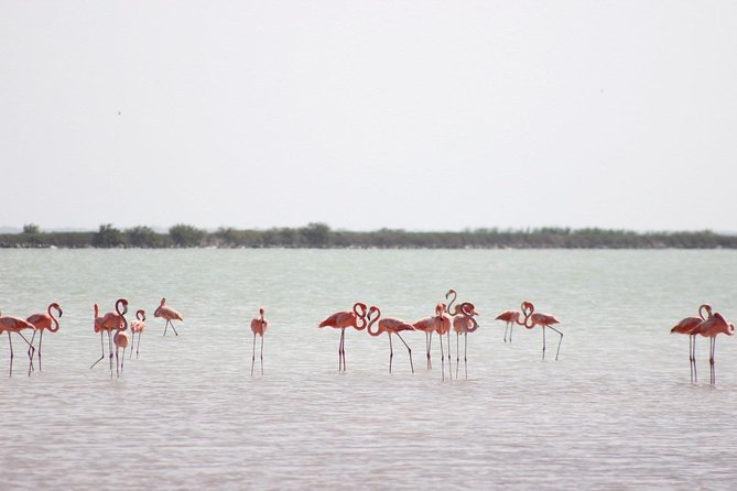 Discover the FABULOUS PINK WATERS at the Caribean (Las Coloradas+Río Lagartos) - Inclusions and Itinerary