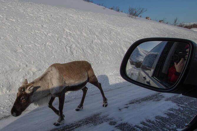 Discover the Fjords of Kvaloya - a roadtrip along fjords and fishing villages - In Final
