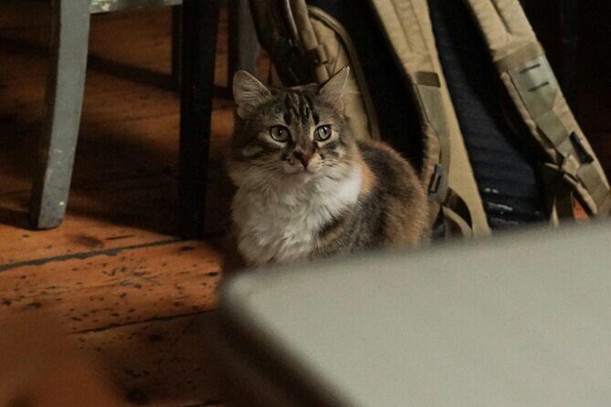 Discover the Magic of Turkish Coffee Fortune Telling - A Deep Dive into the Experience