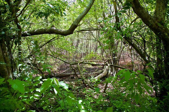 Discover the Rainforest - Analyzing the Value for Money