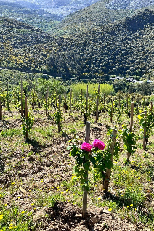 Discover the Reds and Whites of the Bierzo Appellation - Bierzo Appellation Overview