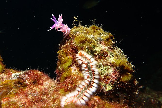 Discover the Underwater World of Lanzarote - Cancellation and Refund Policy