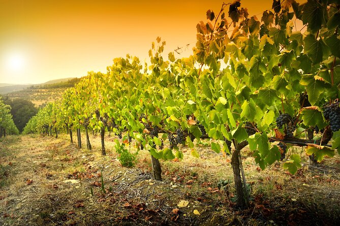 Discover the Winery and Taste Fine Wine in Extremadura - Meeting Point Details
