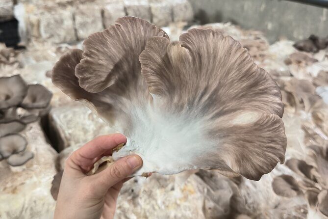 Discover the World of Mushrooms - An In-Depth Look at the Mushroom Tour
