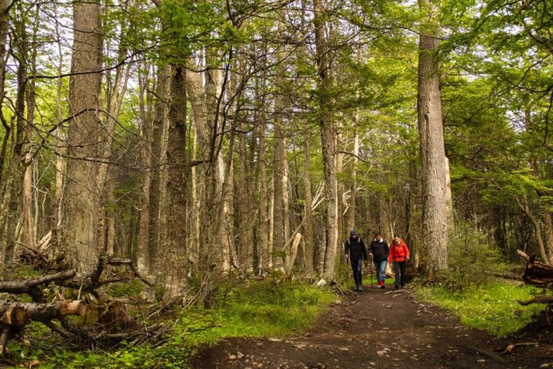 Discover Tierra Del Fuego National Park - Inclusions and Important Details