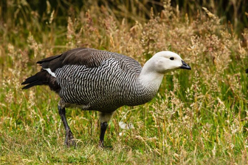 Discover Tierra Del Fuego National Park - Transportation and Group Size