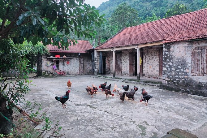 Discover Trang An Natural World Heritage, Bich Dong Pagoda, Cycling Day Tour - Scenic Waterways and Karst Cliffs