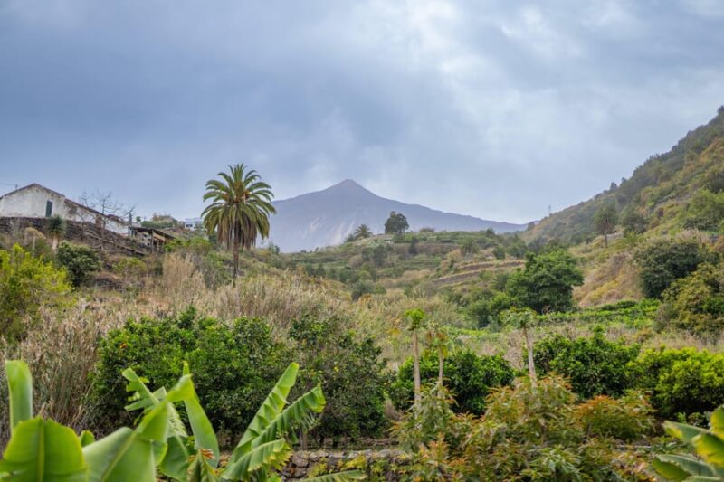 Discoveries Walks Teide - La Orotava - Icod De Los Vinos - Highlights and Experiences